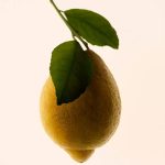 Burberry Garden Roses